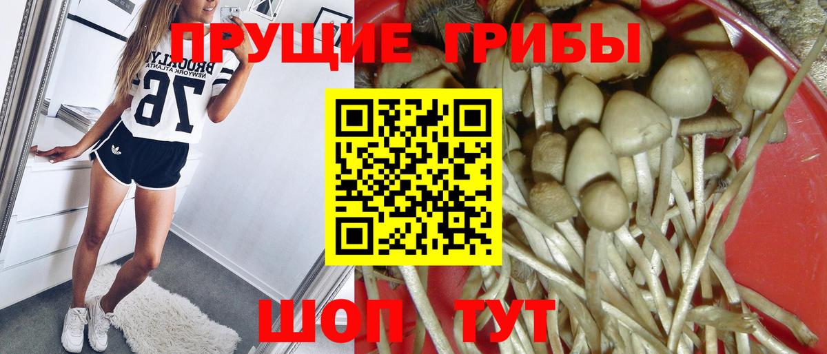 Псилоцибиновые грибы Magic Shrooms  Вход с VPN  закладки  Красноперекопск  Псилоцибиновые грибы GOLDEN TEACHER 